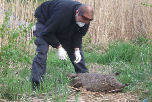 Foto: Radbuza do Doudlevec přinesla uhynulého bobra