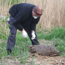 Radbuza do Doudlevec přinesla uhynulého bobra
