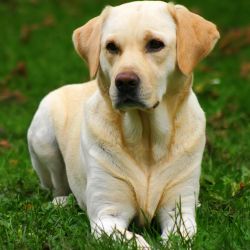 Roční labrador v Plzni při hře zranil malé děvčátko