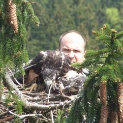 Vlaštovku z Horní Břízy utloukly a snědly děti v Kongu