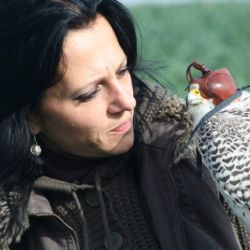 Rokycanští sokolníci lovili bažanty kolem Drozdova