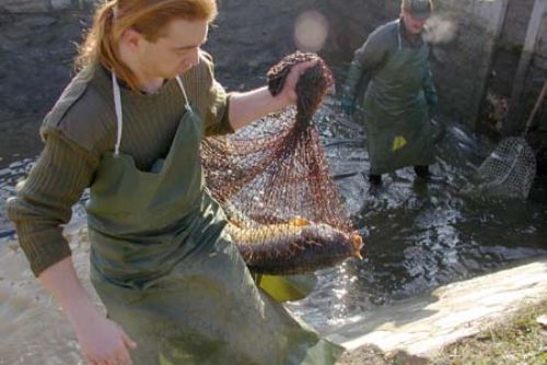 Foto: Rybáři chystají podzimní výlovy. Už ví, že kapři jsou zdraví