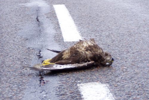 Foto: Silnice Rokycanska lemují uhynulí dravci, zima trápí zvěř