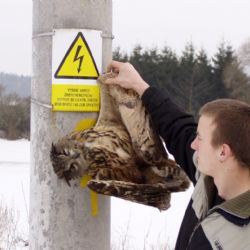 Sloupy elektrického napětí zabíjejí dravce i v zimě
