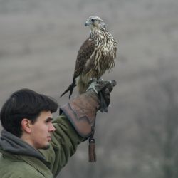 Sokolnictví získává na Rokycansku příznivce