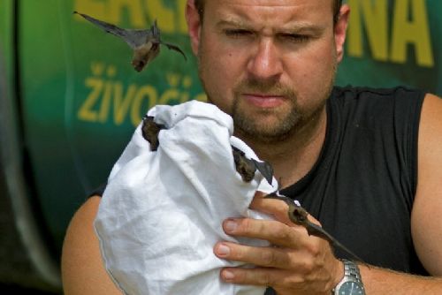 Foto: Stovky netopýrů opět v těchto dnech ničí plzeňské byty