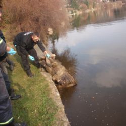 Strážníci s policisty našli v Lobzích zraněného bezdomovce