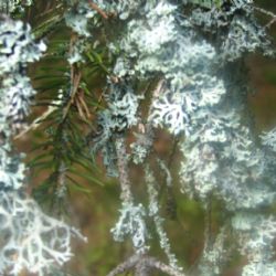 Šumava spouští rezervace na vycházky za divočinou