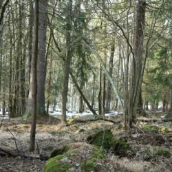 Šumava vyhlašuje Přírodní rezervaci Zátoňská mokřina