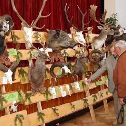 Trofeje zvěře z NP Šumava jsou vystaveny ve Vimperku