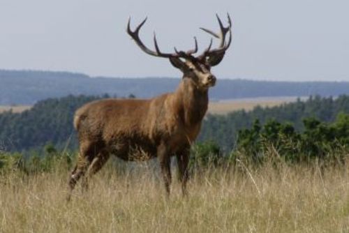 Foto: U Nemavic upytlačili jelena, škoda 20 tisíc