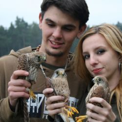 Uzdravené poštolky z Rokycanska jsou zpátky v přírodě