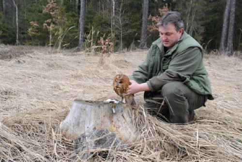Foto: Uzdravený puštík z Mirošova je zpět v přírodě, káně se léčí