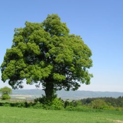 V Borském parku bude zasazen Strom přátelství