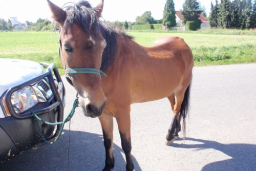 Foto: V Křimicích pobíhal na silnici kůň, strážníci ho chytili