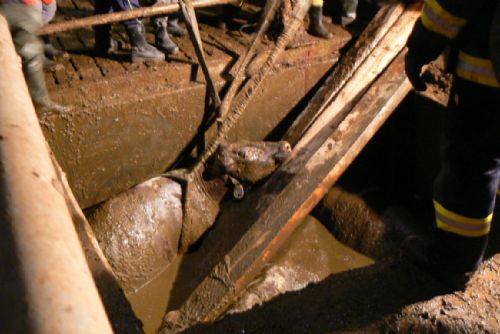 Foto: Hasiči tahali v Malém Boru krávy z jímky, čtyři uhynuly