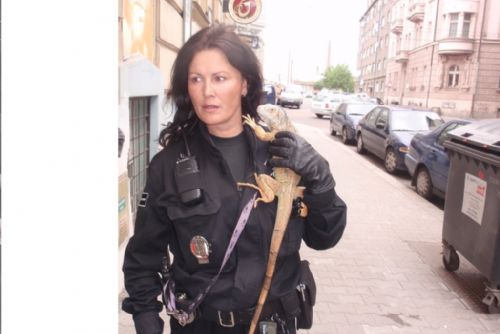 Foto: V plzeňské ulici strážníci chytili leguána, skončil v zoo