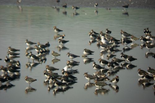 Foto: Začíná jaro, ptáci se vracejí zpátky do kraje