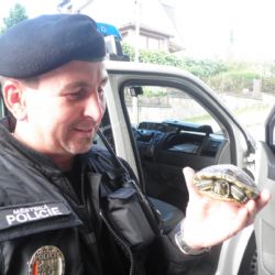 Do obchodu v plzeňském Bolevci vletěl papoušek