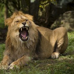 Lev Matýsek v plzeňské ZOO