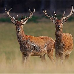 Jelenům Šumava svědčí, dožívají se nejvyššího věku