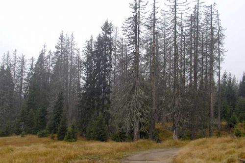 Foto: Šumavské obce: Národní park rekordně těží kůrovcové dřevo