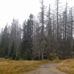 Šumavské lesy asi opět přivítají medvěda