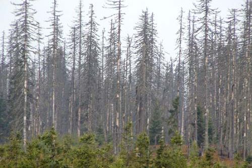 Foto: Ekologičtí aktivisté se na Šumavě připoutali ke stromům