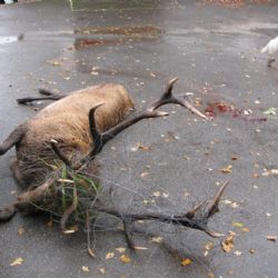 Kvůli drátu nemohl jelen dostat parohy od mrtvého soupeře