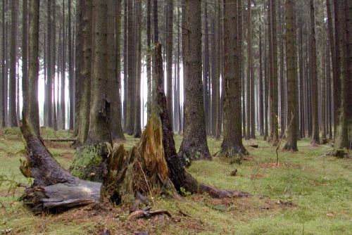 Foto: Muž kradl u Kotovic stromy, ale s valníkem zapadl