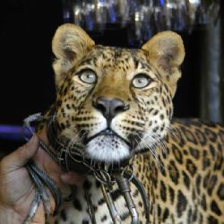 V sobotu na svátek můžete do plzeňské zoo za polovinu