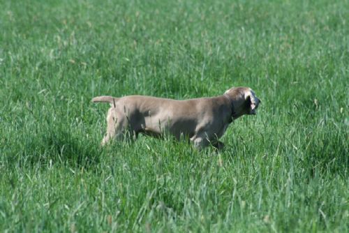Foto: Lovečtí psi úspěšně ověřovali své vlohy v Litohlavech