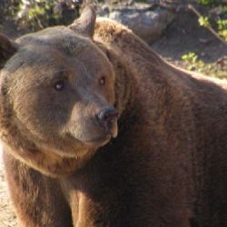 Rekonstrukcí staré haly získá zoo v Plzni nové sklady