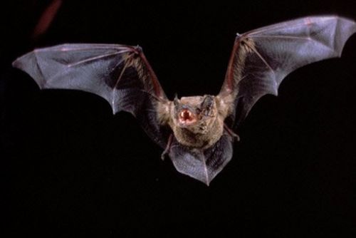 Foto: Mezinárodní noc pro netopýry u jeskyně Na Špičáku