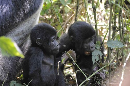 Foto: Mobily a gorilí kvíz: zoo a Techmania v neděli odměňují 