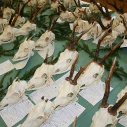 Myslivci představili trofeje z Rokycanska