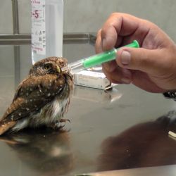 Na Šumavě se starají o zraněného vzácného kulíška