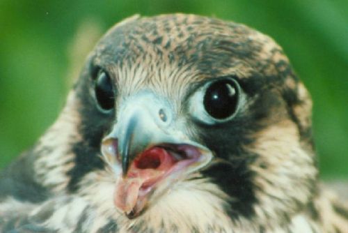 Foto: Sobota patří festivalu ptactva, ornitologové zvou v Plzni na vycházku, kroužkování i do záchranné stanice