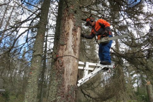 Foto: NP Šumava kácí suché stromy, které ohrožují turisty
