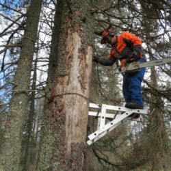 NP Šumava kácí suché stromy, které ohrožují turisty