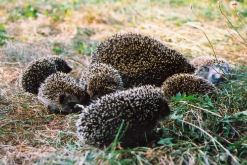 Foto: Ochránci prosí: Pomáhejme ježkům s rozumem