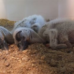 Ochránci zvířat z Plzně řeší postřekovskou čapí záhadu