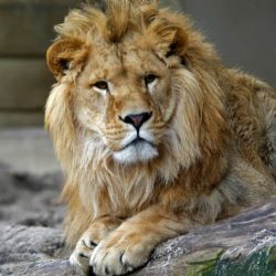 Padl opět rekord v návštěvnosti ZOO Plzeň