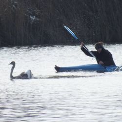 Plzeňáci zachránili labuť ve Františkových Lázních