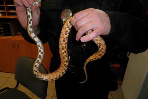 Foto: Plzeňačku vyděsil doma při úklidu had