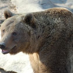 Plzeňská ZOO představí  přírodu Bavorského lesa