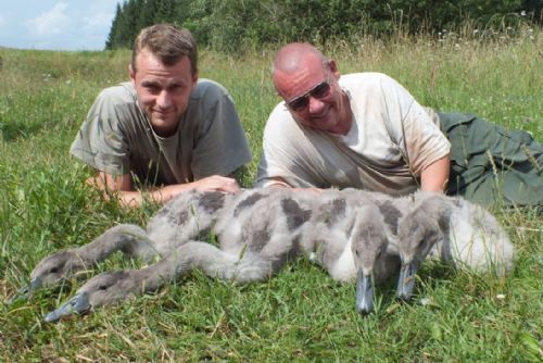 Foto: Plzeňští zvířecí záchranáři kroužkovali labutě. Ubývá jich