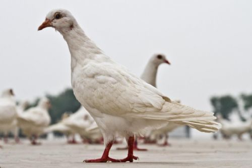 Foto: Přemnožení holubi ničí Klatovy, ve městě způsobují spoušť