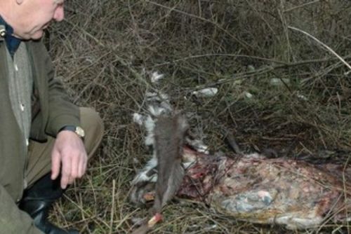 Foto: Pytlák lovil i v době hájení