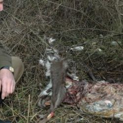 Pytlák lovil i v době hájení